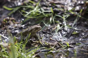 Toad Migration Drucke: Toad migration
