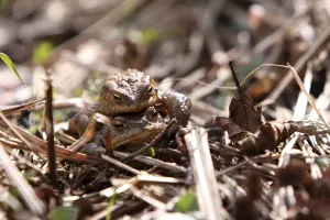 European Toad Habitat Drucke: Toad migration