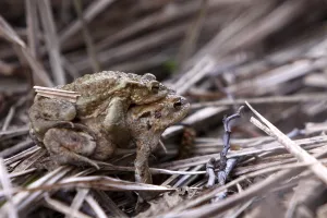 Amphibian Reproduction Drucke: Toad migration