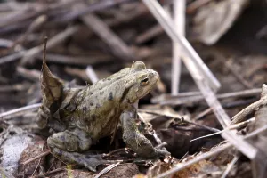 Batrachian Reproduction Drucke: Toad migration