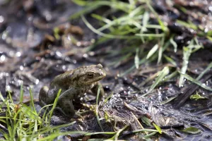 Amphibian Reproduction Drucke: Toad migration