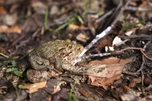 Amphibian Reproduction Drucke: Toad migration