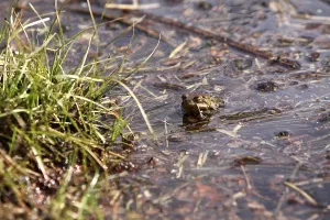 Amphibian Reproduction Drucke: Toad migration