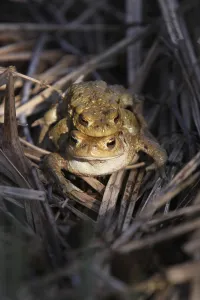 Amphibian Reproduction Drucke: Toad migration