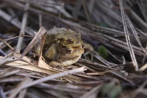 Amphibian Reproduction Drucke: Toad migration