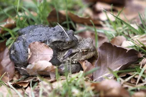 Environmental Protection Wildlife Drucke: Toad migration