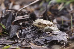 Amphibian Reproduction Drucke: Toad migration