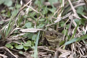 Wild Animal Protection Drucke: Toad migration