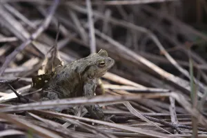 European Toad Habitat Drucke: Toad migration