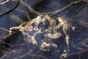 Natural Habitat Preservation Drucke: Toad migration