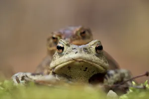 Empty Woods Landscape Photo Drucke: Toad migration (Bufo bufo)