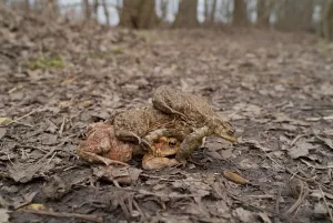 Amphibian Courtship Display Drucke: Toad migration (Bufo bufo)