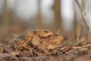 Wild Animal Behavior Photography Drucke: Toad migration (Bufo bufo)