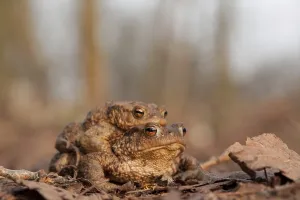Batrachian Wildlife Photography Drucke: Toad migration (Bufo bufo)