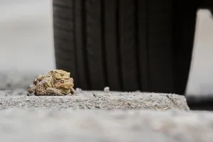 Toad Migration Drucke: Toad migration (Bufo bufo)