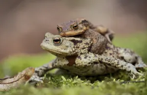Amphibian Conservation Drucke: Toad migration (Bufo bufo)