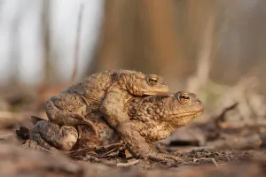 Toad Migration Drucke: Toad migration (Bufo bufo)