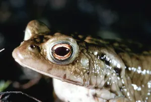 Animal Portraits Germany Drucke: Toad migration, Common Toad (Bufo bufo)