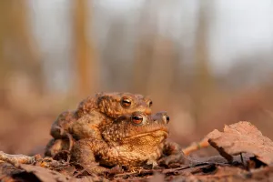 Wildlife Photography Of Toads Drucke: Toad migration, common toads