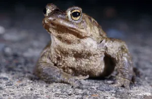 Animal Portraits Germany Drucke: Toad migration, Common Tod (Bufo bufo)