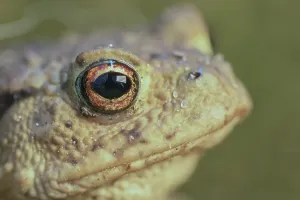 Batrachian Wildlife Images Drucke: Toad shot in the macro range