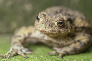 Wild Animal Macro Shots Drucke: Toad shot in the macro range