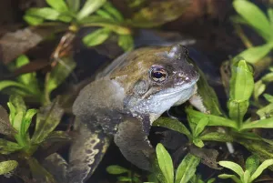 Holarctic True Frogs Images Drucke: Toad in a small tarn