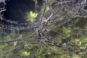 Batrachian Mating Season Drucke: Toad spawn