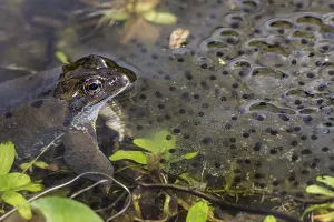 Amphibian Reproduction Drucke: Toad and its spawn in the water