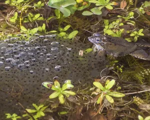 Amphibian Reproduction Drucke: Toad and its spawn in the water