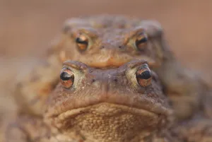 Batrachian Mating Season Drucke: Toads (Bufo bufo)