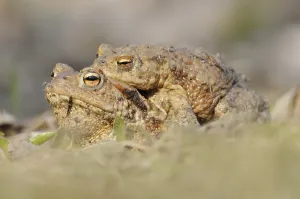 Wild Animal Courtship Display Drucke: Toads (Bufo bufo), pair on their way to spawning grounds