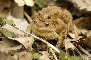 Toad Migration Drucke: Toads migration to the spawning season in spring