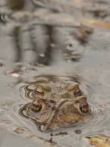 Nature Photography Landscape Drucke: Toads spawning (Bufo bufo)