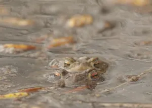 European Toad Habitat Drucke: Toads spawning (Bufo bufo)