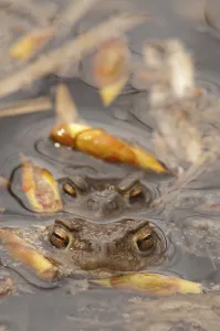 European Toad Mating Season Drucke: Toads spawning (Bufo bufo)