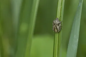Wildlife Macro Shots Drucke: Tortoise bug (Eurygaster testudinaria)
