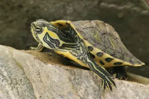 Aquarium Animals Drucke: Tortoise (Trachemys scripta scripta)