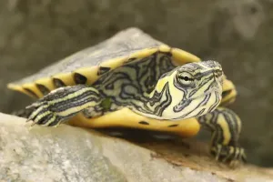 Aquarium Animals Drucke: Tortoise (Trachemys scripta scripta)