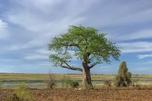 Succulent Plant Africa Drucke: Tree