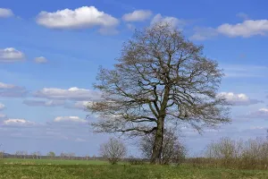 Corvids In Natural Environment Drucke: TREE