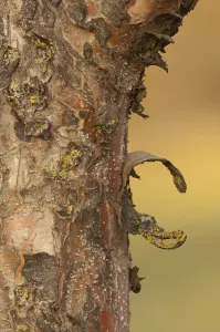 Maloideae Plant Life Drucke: Tree bark (cortex)