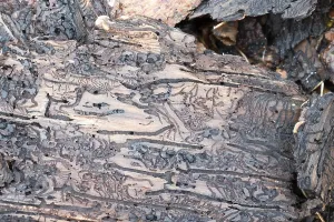 Coniferous Tree Death Drucke: Tree bark infested with bark beetle