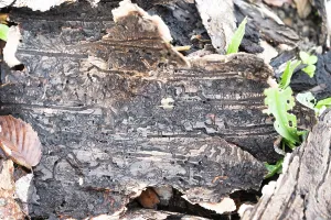 Coniferous Tree Death Drucke: Tree bark infested with bark beetle