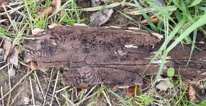 Forest Decline In Germany Drucke: Tree bark infested with bark beetle