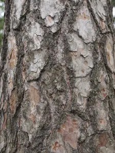 Full Frame Tree Image Drucke: Tree bark texture
