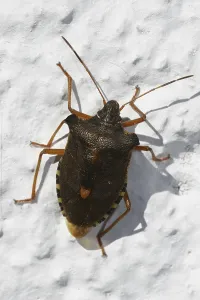 Shield Bug Drucke: Tree bug (Carpocoris fuscispinus)