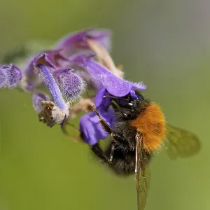 Tree Bumblebee Drucke: Tree bumblebee on the catmint