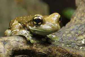 Batrachian Wildlife Images Drucke: Tree cave toad tree frog