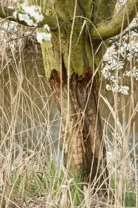 Beaver Feeding Marks Drucke: Tree damage